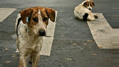 UP: Eight-year-old injured in dog attack in Sitapur UP: Eight-year-old injured in dog attack in Sitapur