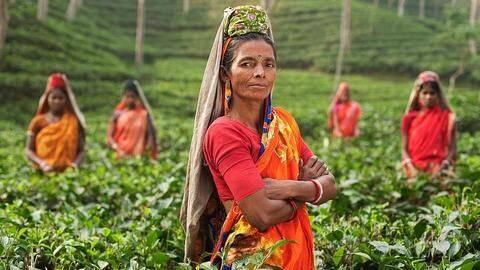 Tripura government planning to set up tea auction center Tripura government planning to set up tea auction center