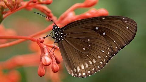 Arunachal: 180 butterfly species recorded at North East Butterfly Meet Arunachal: 180 butterfly species recorded at North East Butterfly Meet