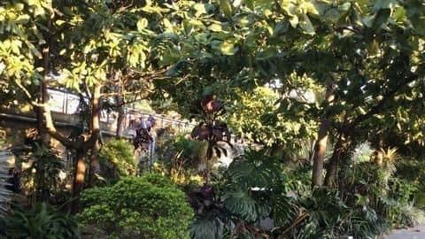 Mumbai: Man dies after a Gulmohar tree falls on him Mumbai: Man dies after a Gulmohar tree falls on him