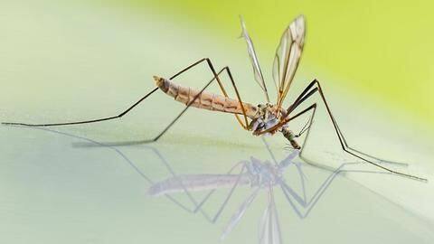 Tips to protect your family from dengue and chikungunya Tips to protect your family from dengue and chikungunya