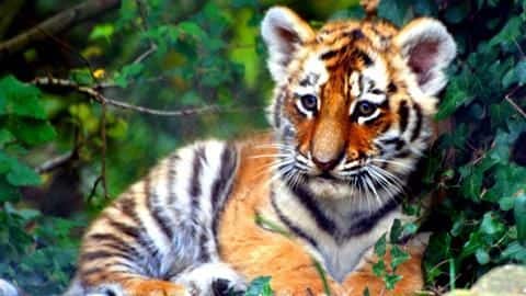 Jamshedpur: 7-month-old tiger cub dies at Tata zoo Jamshedpur: 7-month-old tiger cub dies at Tata zoo