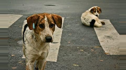 UP: 10-year-old boy mauled to death by dogs; another injured UP: 10-year-old boy mauled to death by dogs; another injured