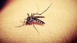 What is dengue?