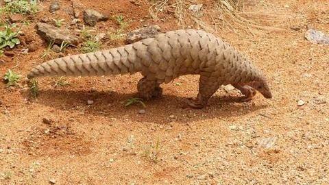 Odisha Police launches drive to bust pangolin smuggling racket Odisha Police launches drive to bust pangolin smuggling racket