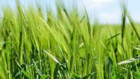 Erratic rains but food grain output up Erratic rains but food grain output up
