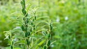 Wild sesame: Nutrition, culinary uses, and more