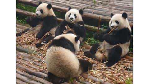 Giant pandas are no longer 'endangered' in China Giant pandas are no longer 'endangered' in China
