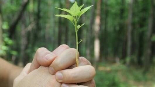 Know about 5 environment related days celebrated!