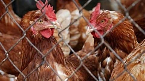 India loses the poultry dispute to US India loses the poultry dispute to US