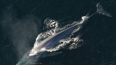 42-feet long whale dies ashore near Mumbai coast 42-feet long whale dies ashore near Mumbai coast