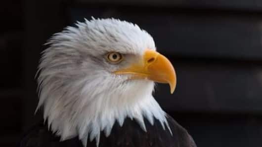Netherland's drone-hunting eagles