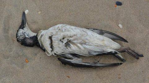 17 more ducks die in Delhi's Deer Park 17 more ducks die in Delhi's Deer Park