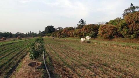 Singur farmers get land, lose jobs Singur farmers get land, lose jobs