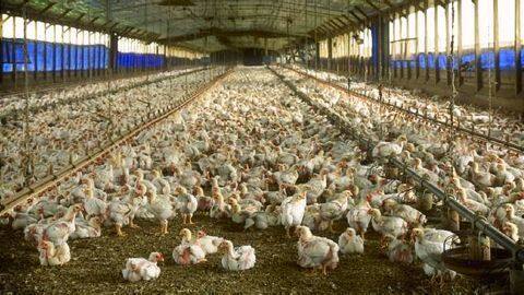 Bird Flu Scare: Delhi Govt. issues health advisory Bird Flu Scare: Delhi Govt. issues health advisory