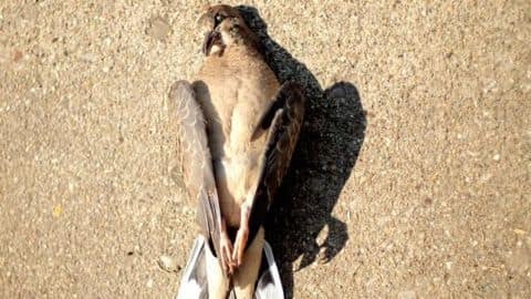 Delhi Bird flu death toll hits 73 Delhi Bird flu death toll hits 73