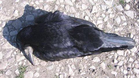 Delhi bird flu death toll hits 77 Delhi bird flu death toll hits 77
