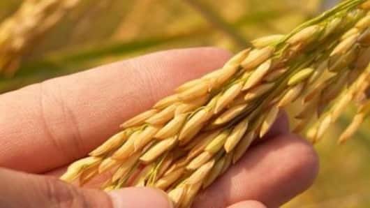Income Tax department to examine agricultural income