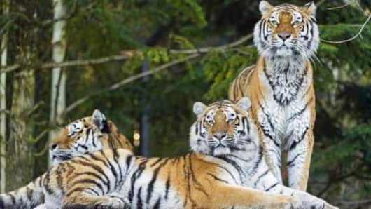 Endangered tigers are still at massive risk