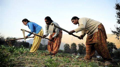 Demonetization adversely affects farmers; essential commodities under threat Demonetization adversely affects farmers; essential commodities under threat
