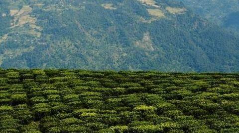 Sikkim: India's first fully organic state Sikkim: India's first fully organic state
