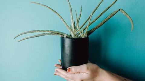 Here's how to use aloe vera for skin and hair Here's how to use aloe vera for skin and hair