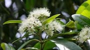 Make every meal memorable with lemon myrtle 