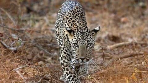 In Nashik, leopard injures five people, including two journalists In Nashik, leopard injures five people, including two journalists