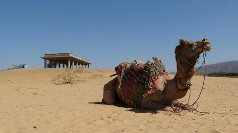 Gadhvi would regularly patrol the border on his camel Gadhvi would regularly patrol the border on his camel