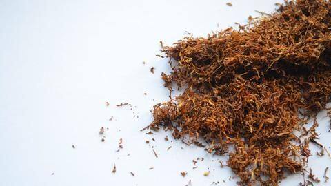 Nearly half of all adults in Assam consume tobacco: Survey Nearly half of all adults in Assam consume tobacco: Survey