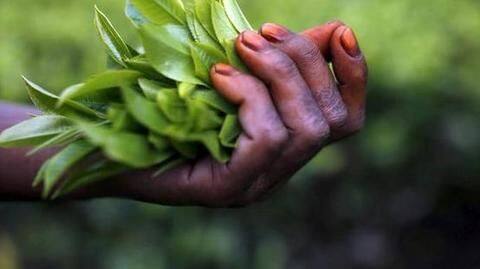 This Arunachal tea variety fetched Rs. 40,000/kg in auction This Arunachal tea variety fetched Rs. 40,000/kg in auction