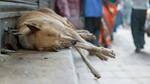 Burning coal-tar poured over dog, road roller crushed it: Activist