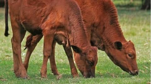 Bhopal farmer names newly-born twin cows 'BJP' and 'Congress' Bhopal farmer names newly-born twin cows 'BJP' and 'Congress'