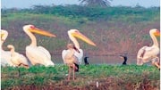 NGT forms committee over private colleges within Agra's bird Sanctuary