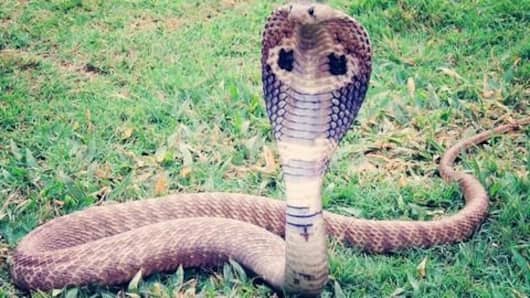 Selfies with King Cobra land five behind bars