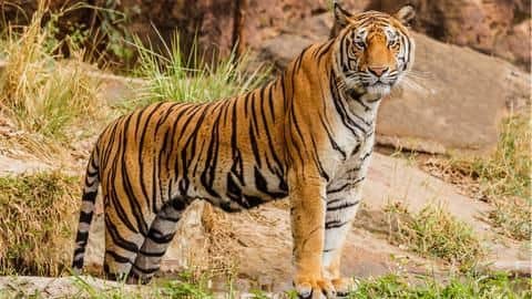 Govt has set target to double tiger population: Union Minister Govt has set target to double tiger population: Union Minister