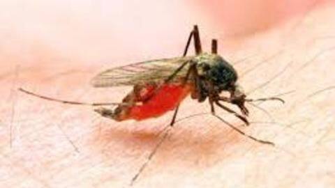 Delhi: 54 malaria and 33 dengue cases reported this season Delhi: 54 malaria and 33 dengue cases reported this season