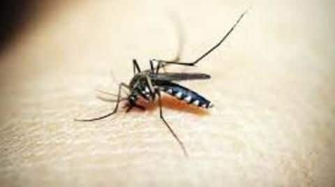 Delhi: 46 malaria, 30 dengue cases reported this season Delhi: 46 malaria, 30 dengue cases reported this season