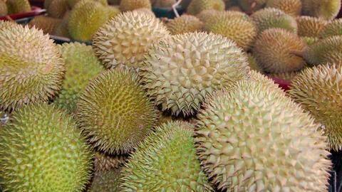 Local farmers are not aware of the unique durian variety Local farmers are not aware of the unique durian variety