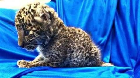 Leopard cub seized from passenger's luggage at Chennai airport Leopard cub seized from passenger's luggage at Chennai airport