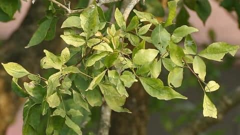 Ayush observed that particles on bael leaf release positive energy Ayush observed that particles on bael leaf release positive energy