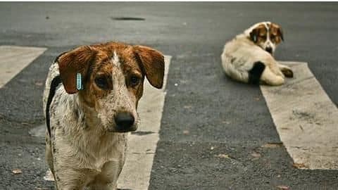 Maharashtra: 48-year-old physician booked for causing cruelty to animals Maharashtra: 48-year-old physician booked for causing cruelty to animals