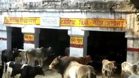To protect crops, UP farmers lock stray cows in schools To protect crops, UP farmers lock stray cows in schools