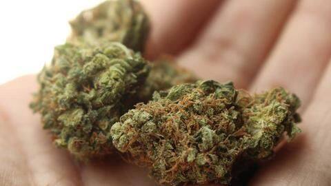 Delhi: Two drug peddlers arrested; 30kg cannabis seized Delhi: Two drug peddlers arrested; 30kg cannabis seized