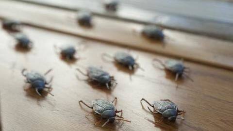 #ValentinesDaySpecial: Pay Rs. 136 and name cockroach after your ex #ValentinesDaySpecial: Pay Rs. 136 and name cockroach after your ex