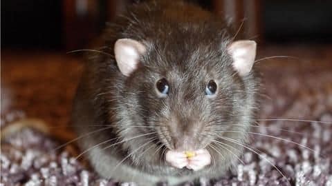 Uttar Pradesh: Rats 'drank' 1,000L of alcohol in Bareilly Uttar Pradesh: Rats 'drank' 1,000L of alcohol in Bareilly