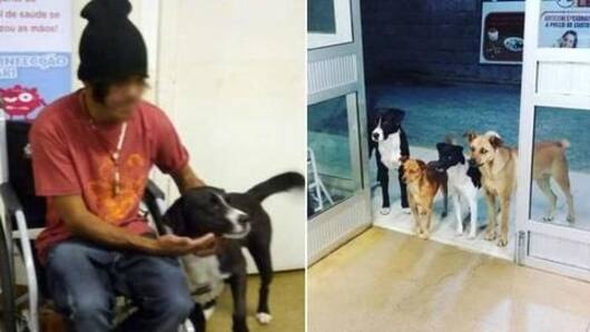 Faithful stray-dogs wait for homeless owner outside hospital