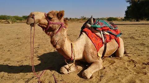 'We are trying to help the camel recover' 'We are trying to help the camel recover'