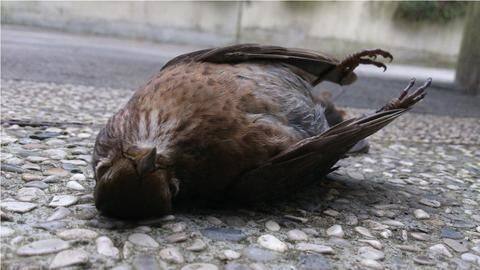 Jharkhand: Police conduct duck's autopsy to solve 'witchcraft' murder case Jharkhand: Police conduct duck's autopsy to solve 'witchcraft' murder case