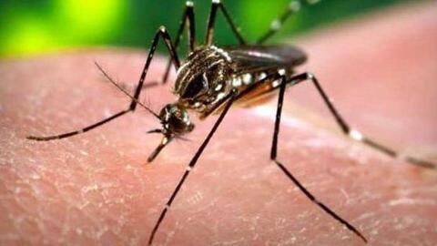 Delhi: Dengue cases mount to 650, doctors advise precautions Delhi: Dengue cases mount to 650, doctors advise precautions